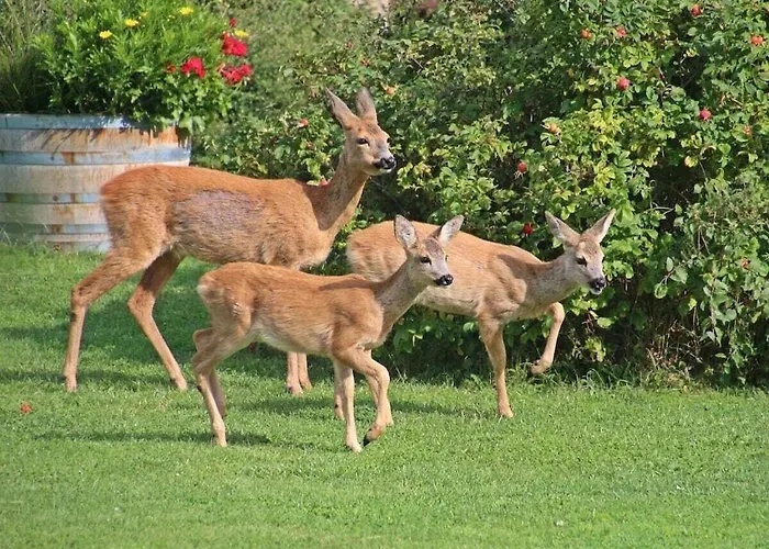 In With Swimming Pool Holiday home Dranske